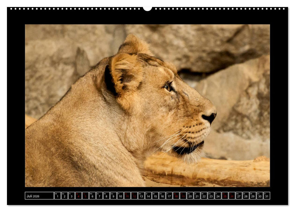 Tiger, Löwe und Co. (CALVENDO Premium Wandkalender 2026)