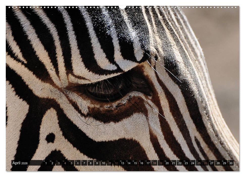Wilde Tiere - Die schönsten Portraits (CALVENDO Premium Wandkalender 2026)