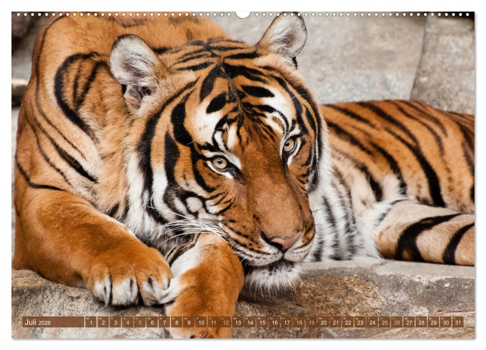 Wilde Tiere - Die schönsten Portraits (CALVENDO Premium Wandkalender 2026)