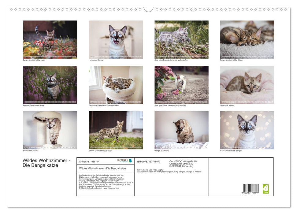 Wildes Wohnzimmer - Die Bengalkatze (CALVENDO Wandkalender 2026)