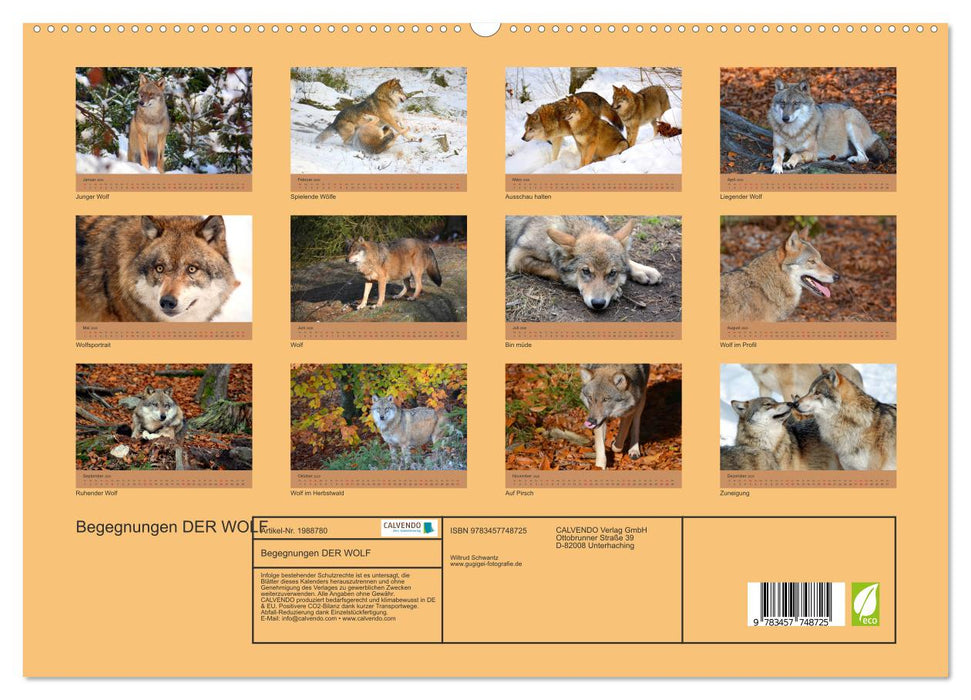 Begegnungen DER WOLF (CALVENDO Premium Wandkalender 2026)