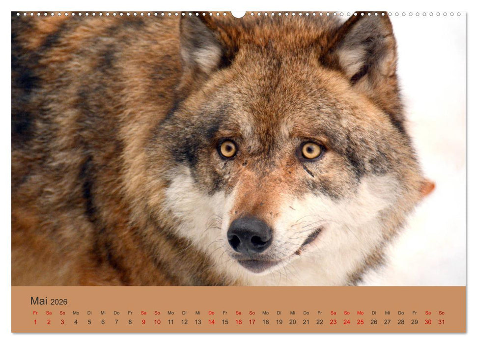Begegnungen DER WOLF (CALVENDO Premium Wandkalender 2026)