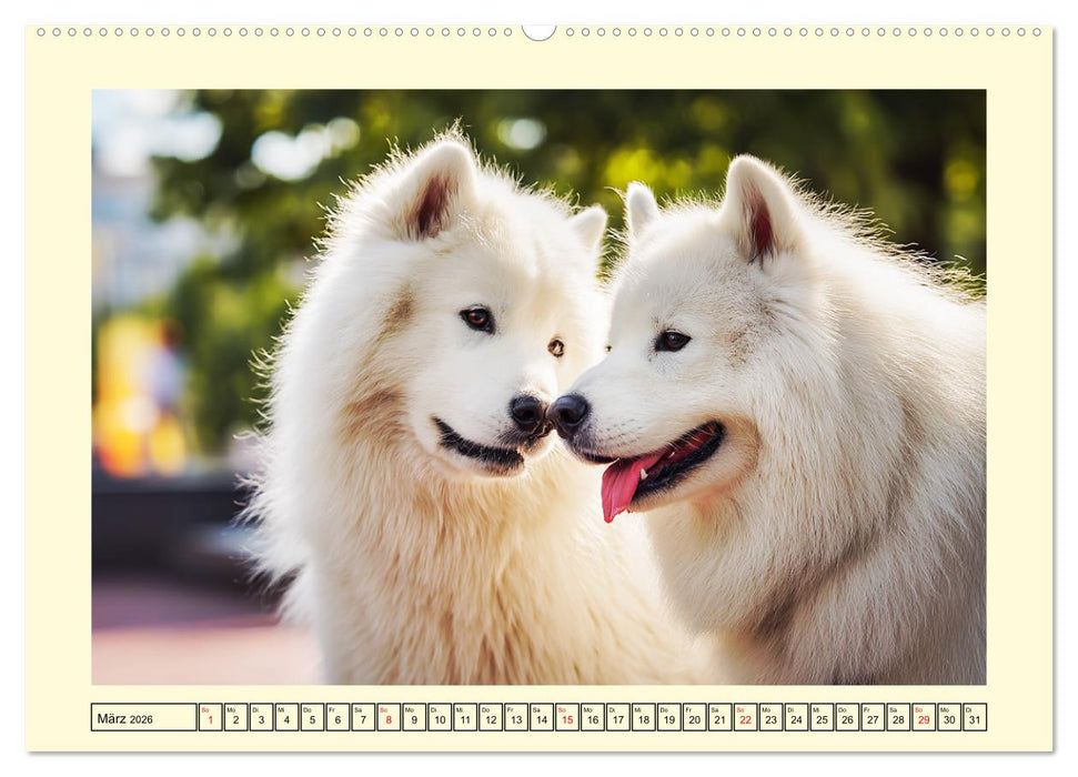Flauschige Samojeden. Zauberhafte Wolken auf vier Pfoten (CALVENDO Premium Wandkalender 2026)