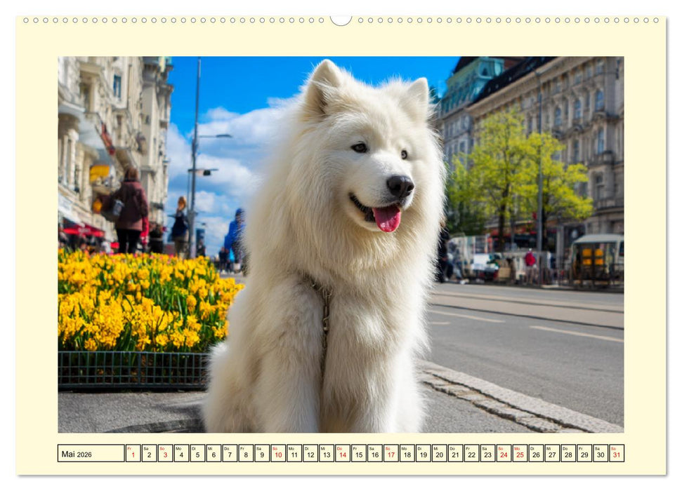 Flauschige Samojeden. Zauberhafte Wolken auf vier Pfoten (CALVENDO Premium Wandkalender 2026)