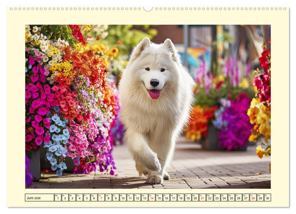 Flauschige Samojeden. Zauberhafte Wolken auf vier Pfoten (CALVENDO Premium Wandkalender 2026)