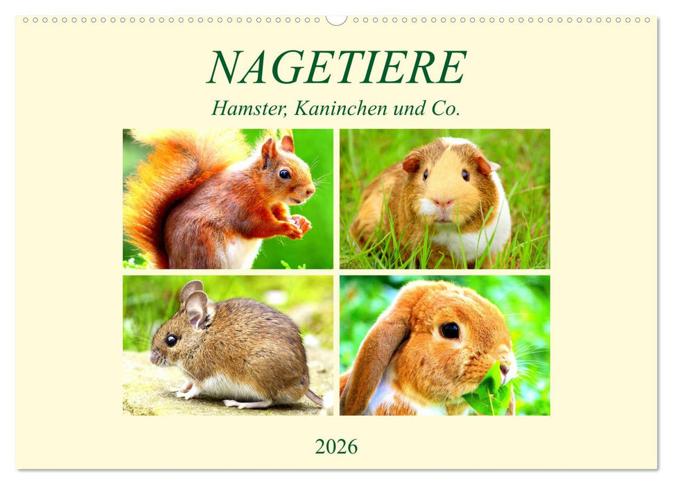 Nagetiere. Hamster, Kaninchen und Co. (CALVENDO Wandkalender 2026)