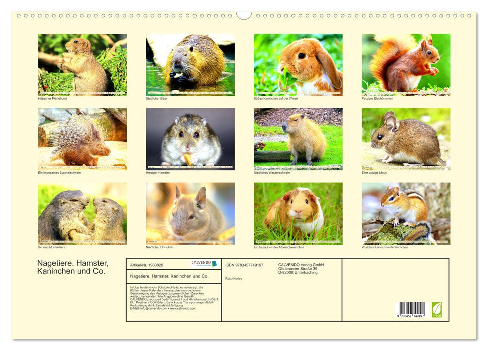 Nagetiere. Hamster, Kaninchen und Co. (CALVENDO Wandkalender 2026)
