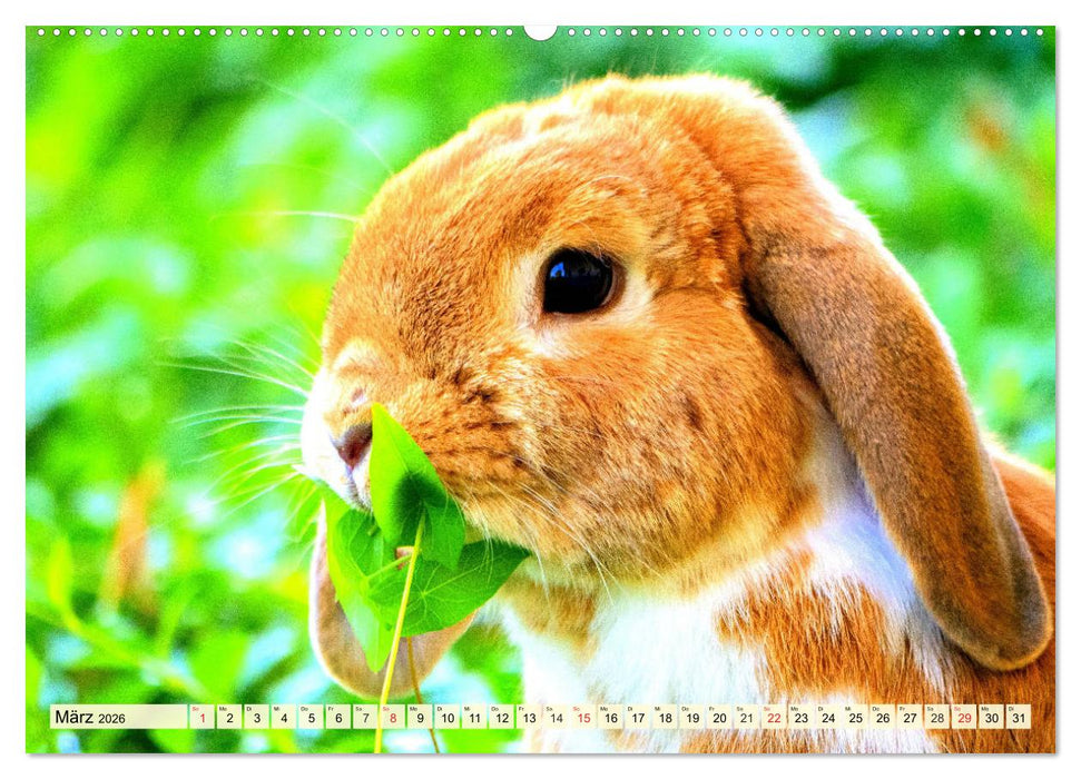 Nagetiere. Hamster, Kaninchen und Co. (CALVENDO Wandkalender 2026)