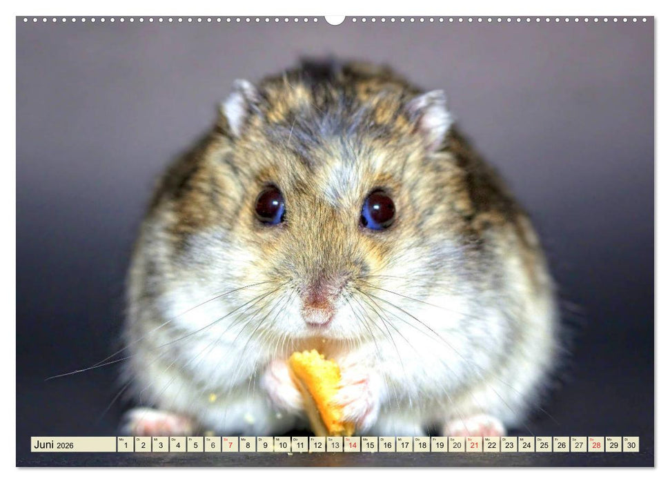 Nagetiere. Hamster, Kaninchen und Co. (CALVENDO Wandkalender 2026)