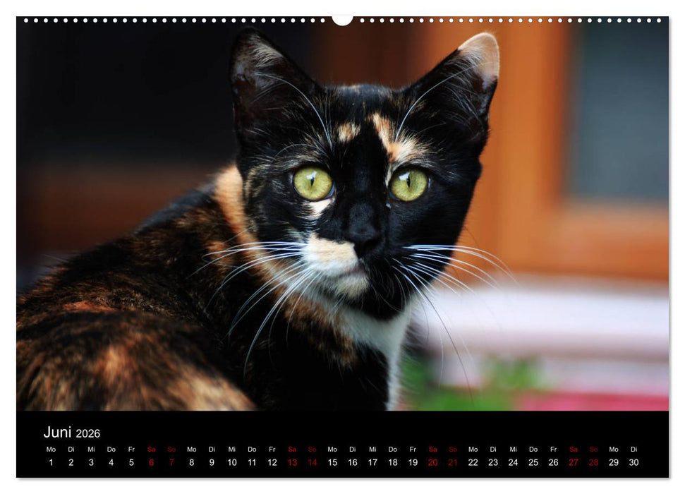 Eulhof (CALVENDO Premium Wandkalender 2026)