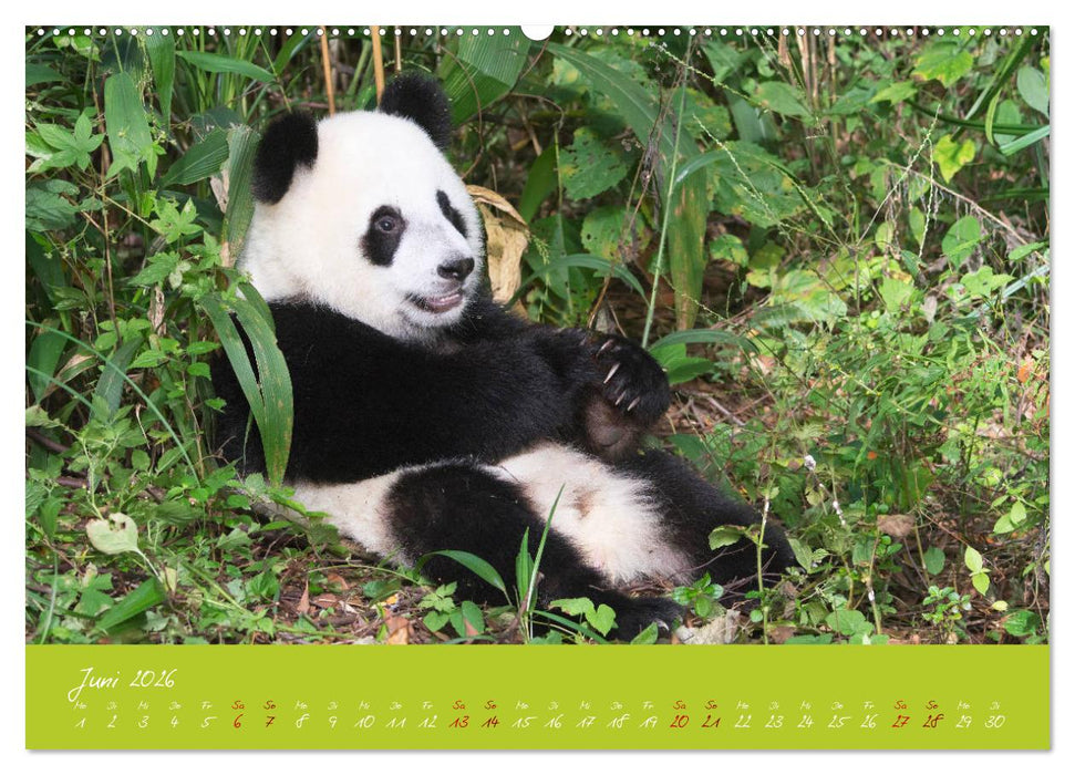 Der Große Panda Ein kuscheliger Geselle (CALVENDO Wandkalender 2026)