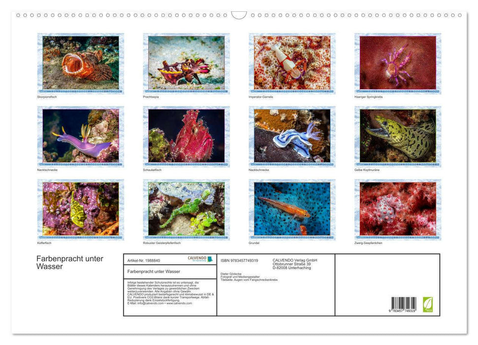 Farbenpracht unter Wasser (CALVENDO Wandkalender 2026)