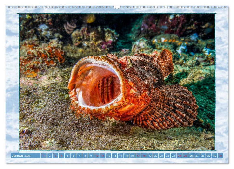 Farbenpracht unter Wasser (CALVENDO Wandkalender 2026)