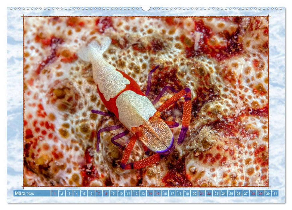 Farbenpracht unter Wasser (CALVENDO Wandkalender 2026)