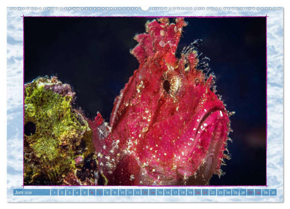 Farbenpracht unter Wasser (CALVENDO Wandkalender 2026)