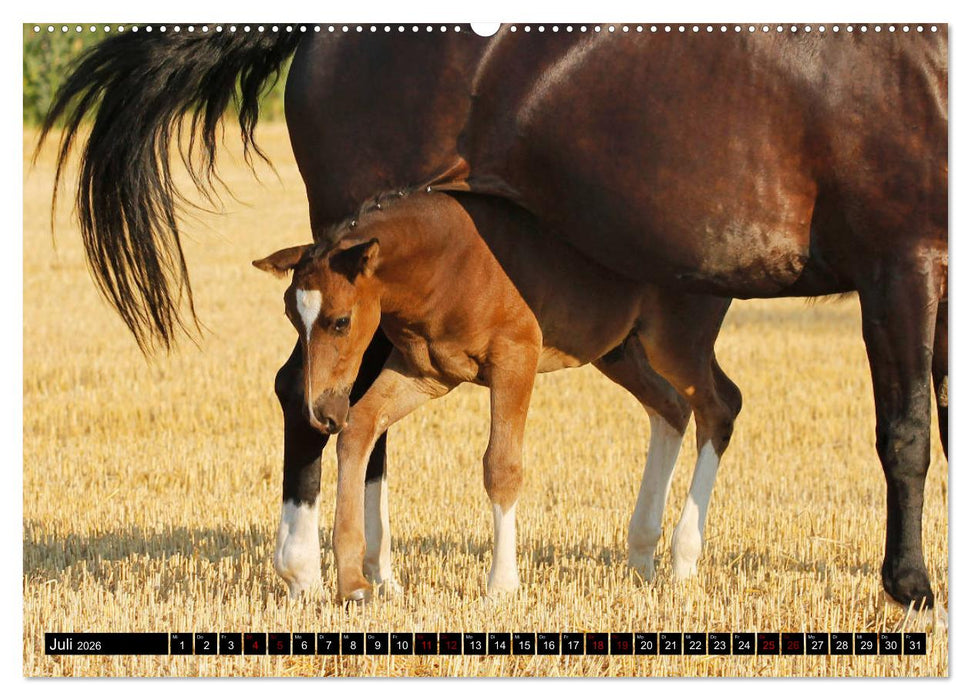 Schwere Warmblüter 2026 (CALVENDO Premium Wandkalender 2026)