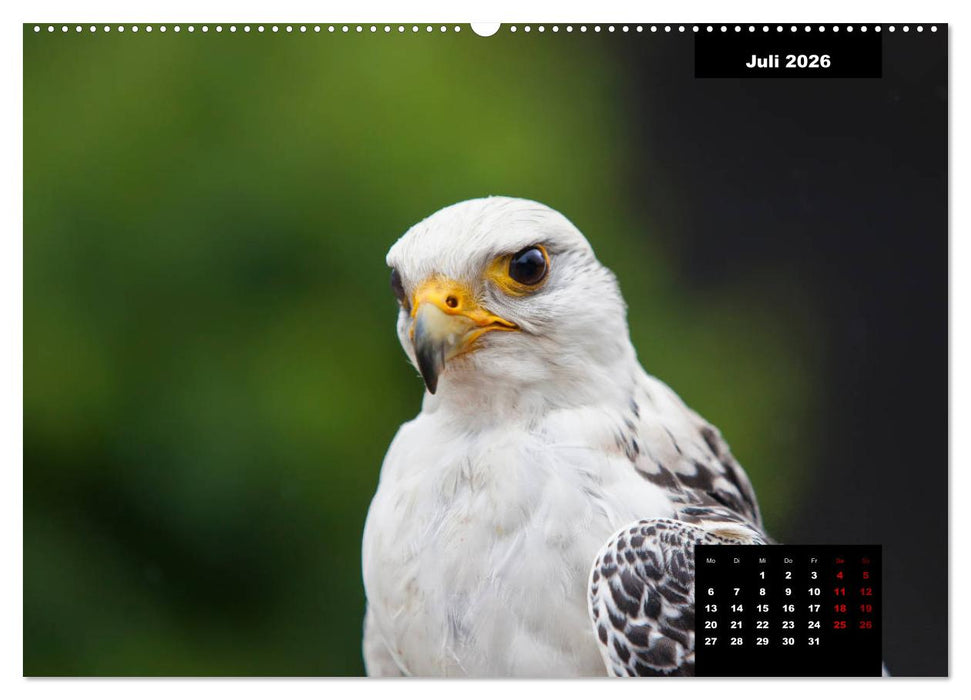 Greifvögel - Herrscher der Lüfte (CALVENDO Premium Wandkalender 2026)