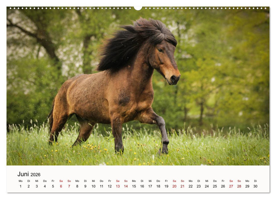 Isländer - icelandic horses (CALVENDO Premium Wandkalender 2026)
