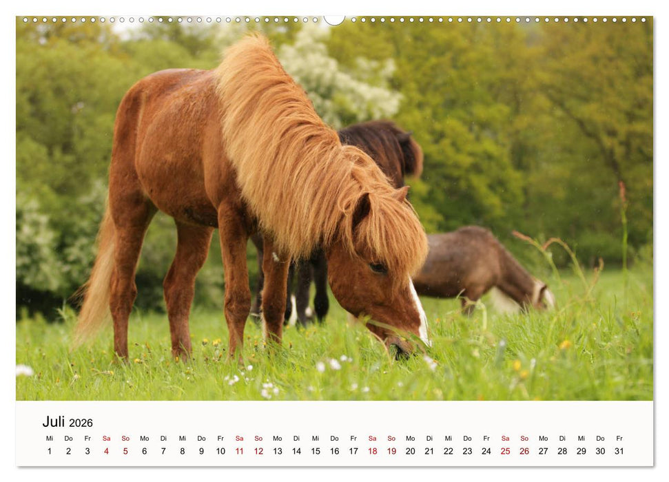 Isländer - icelandic horses (CALVENDO Premium Wandkalender 2026)