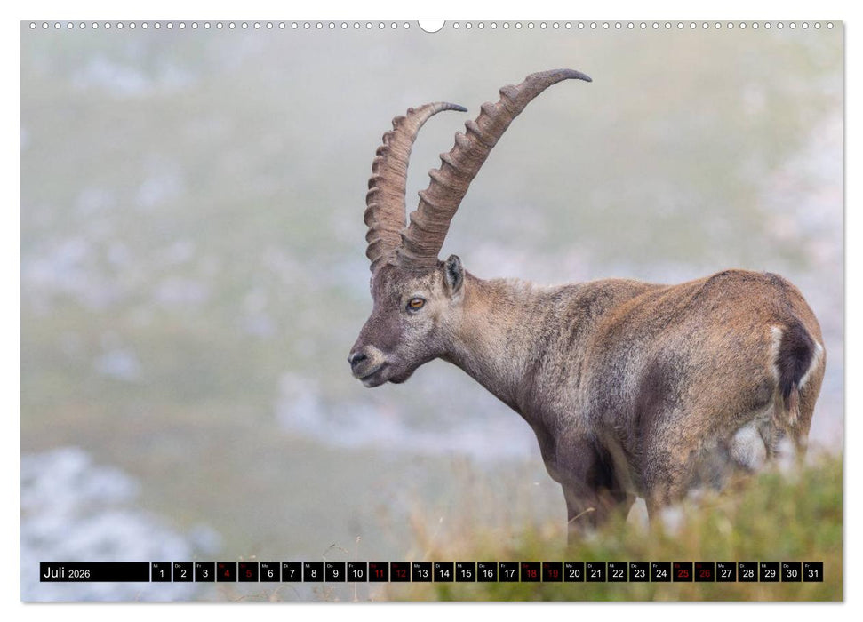 Alpenglück - Nationalpark Berchtesgaden (CALVENDO Premium Wandkalender 2026)