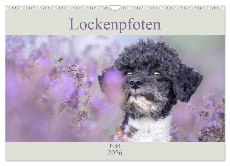Lockenpfoten 2026 (CALVENDO Wandkalender 2026)
