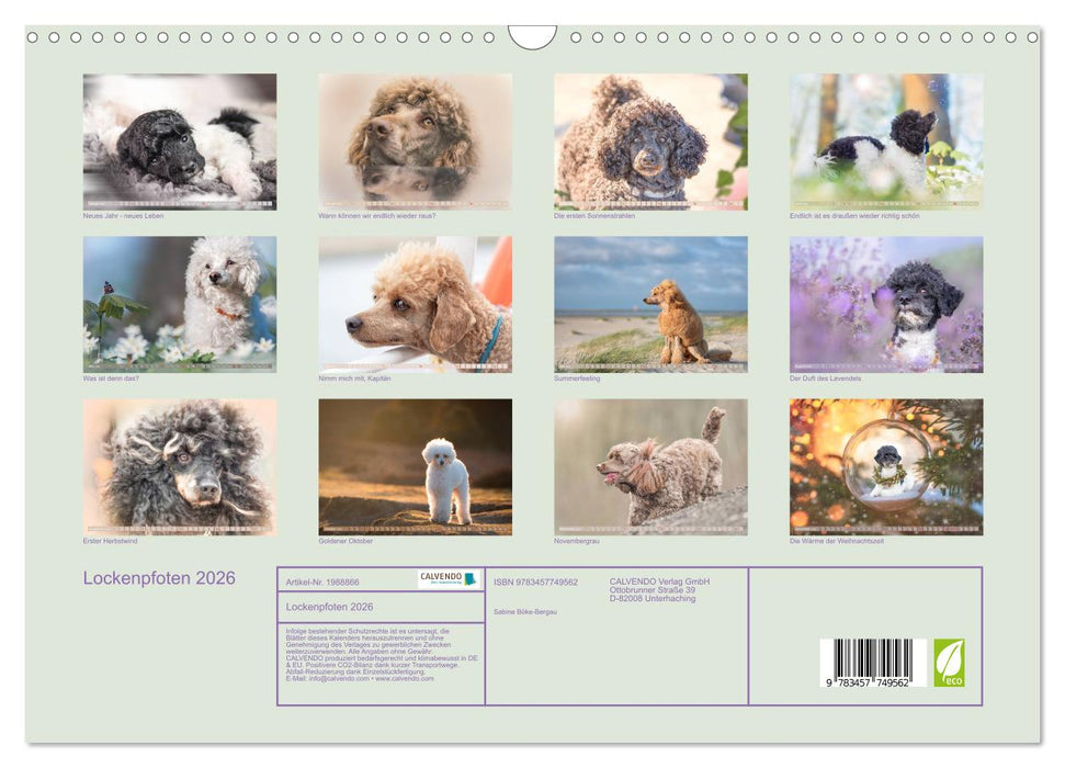 Lockenpfoten 2026 (CALVENDO Wandkalender 2026)