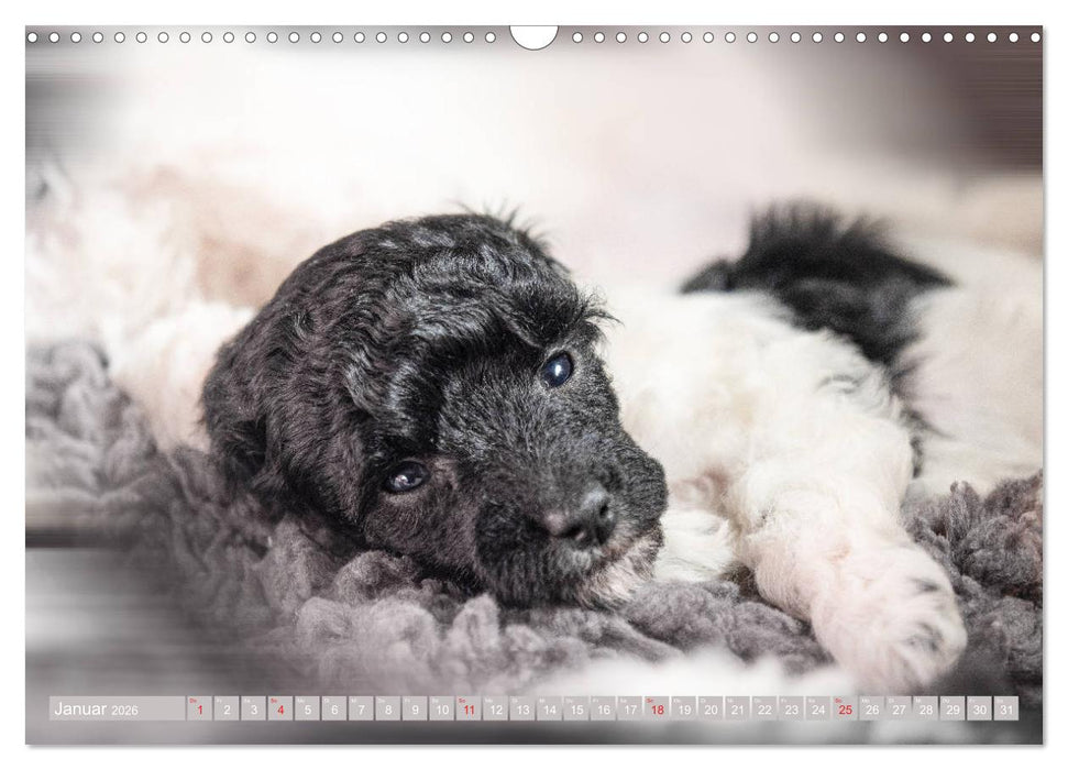 Lockenpfoten 2026 (CALVENDO Wandkalender 2026)