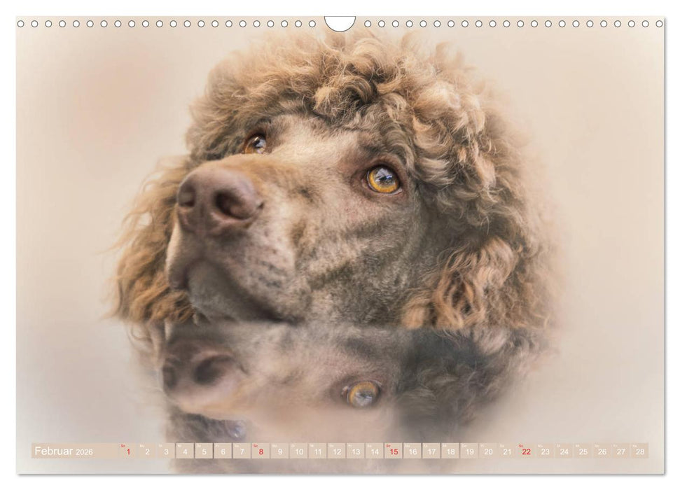 Lockenpfoten 2026 (CALVENDO Wandkalender 2026)