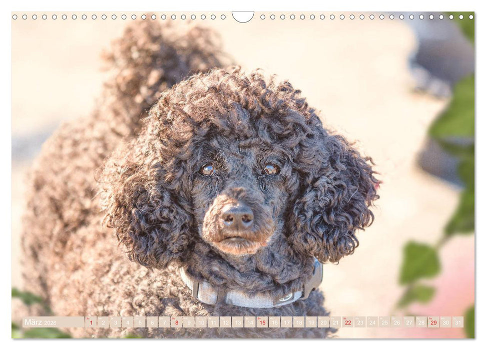 Lockenpfoten 2026 (CALVENDO Wandkalender 2026)