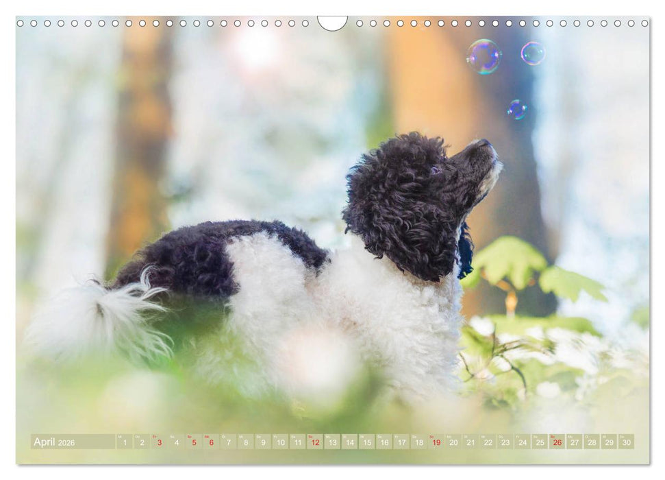 Lockenpfoten 2026 (CALVENDO Wandkalender 2026)
