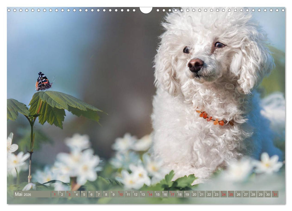 Lockenpfoten 2026 (CALVENDO Wandkalender 2026)