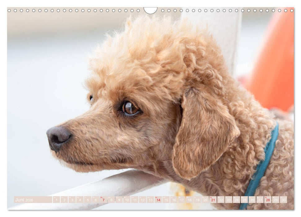 Lockenpfoten 2026 (CALVENDO Wandkalender 2026)