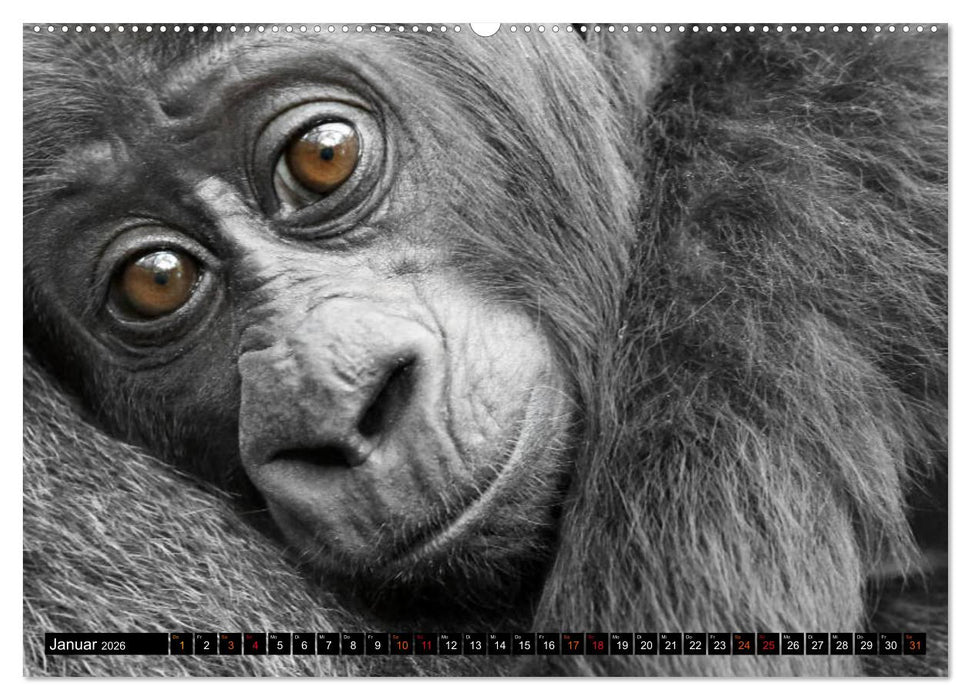 MENSCHEN-AFFEN-KINDER (CALVENDO Premium Wandkalender 2026)