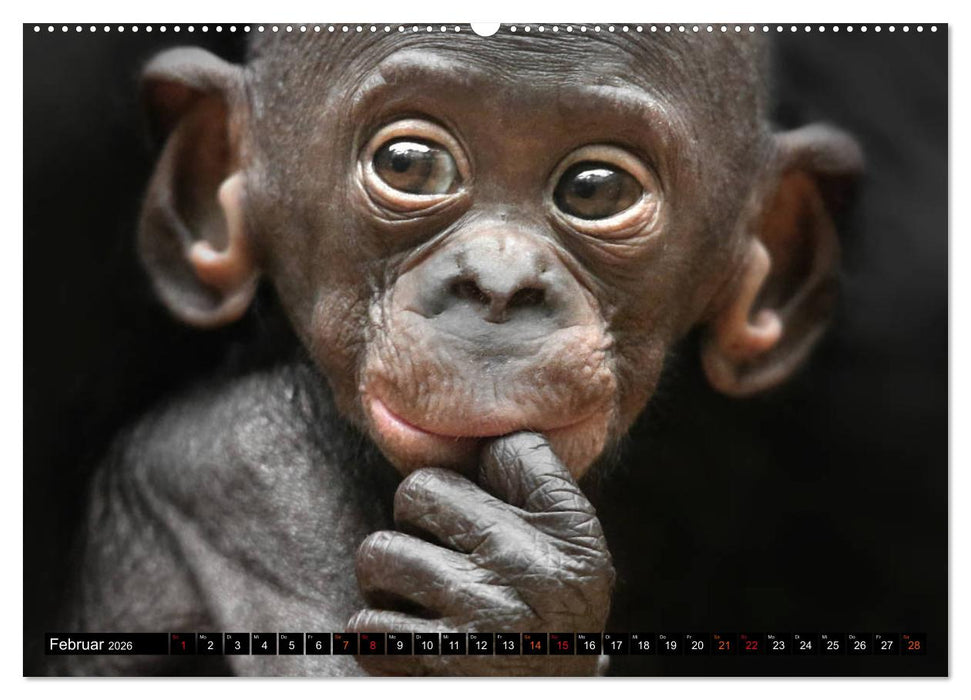 MENSCHEN-AFFEN-KINDER (CALVENDO Premium Wandkalender 2026)