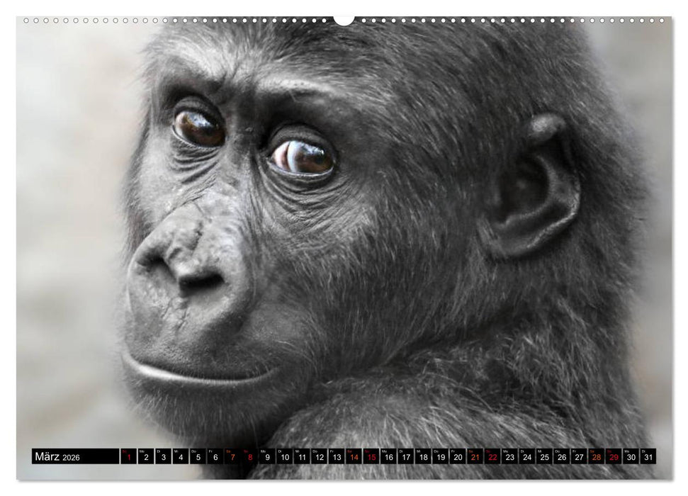 MENSCHEN-AFFEN-KINDER (CALVENDO Premium Wandkalender 2026)