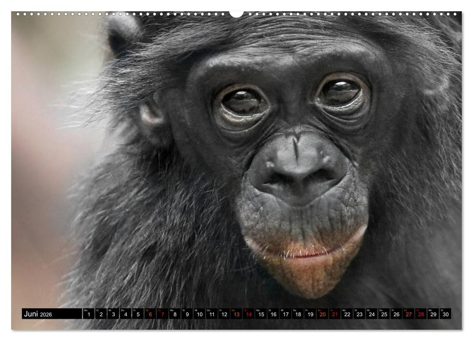 MENSCHEN-AFFEN-KINDER (CALVENDO Premium Wandkalender 2026)
