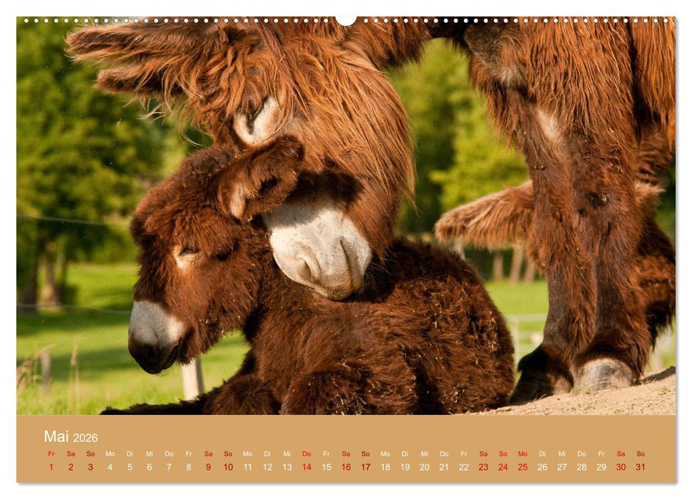 Baudet de Poitou - Seltene französische Langohren (CALVENDO Premium Wandkalender 2026)