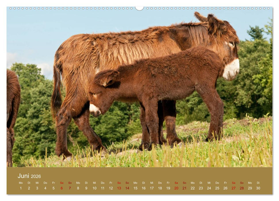Baudet de Poitou - Seltene französische Langohren (CALVENDO Premium Wandkalender 2026)