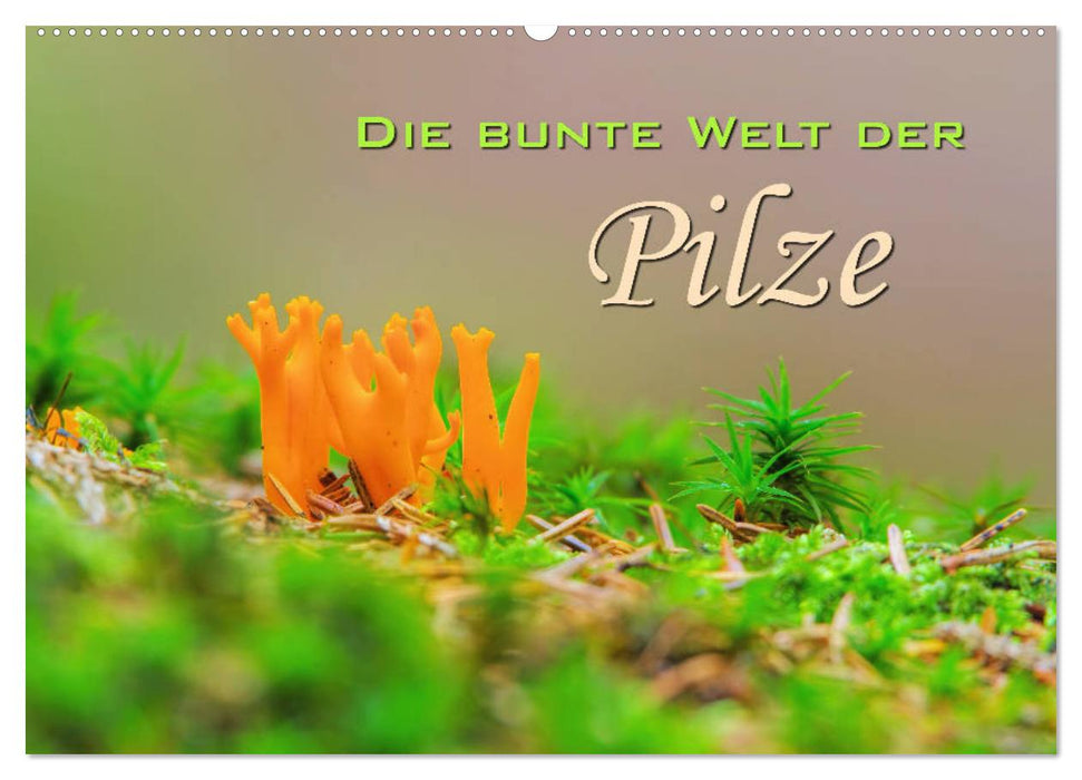 Die bunte Welt der Pilze (CALVENDO Wandkalender 2026)