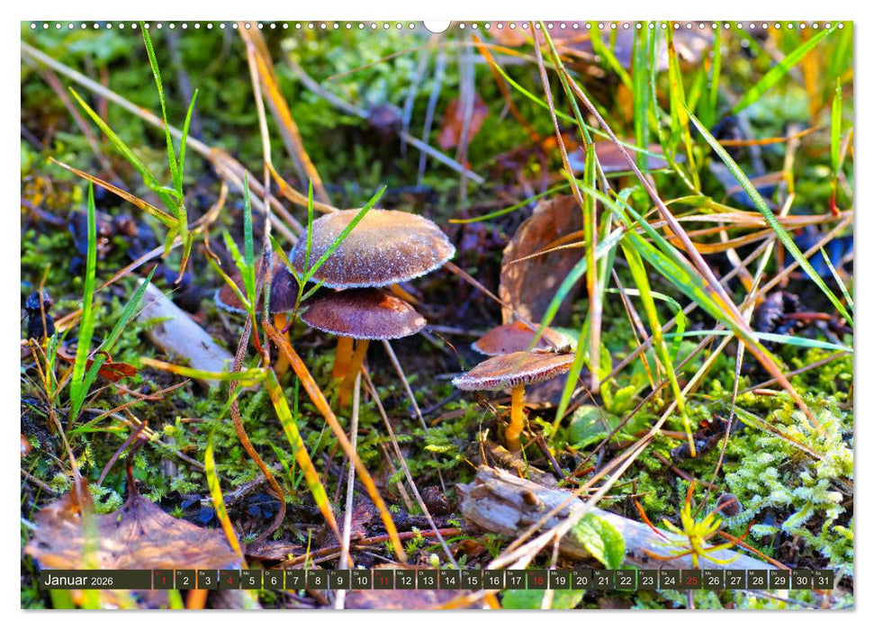 Die bunte Welt der Pilze (CALVENDO Wandkalender 2026)