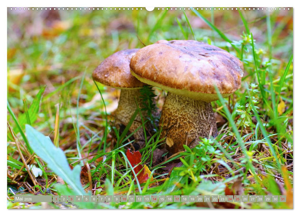 Die bunte Welt der Pilze (CALVENDO Wandkalender 2026)