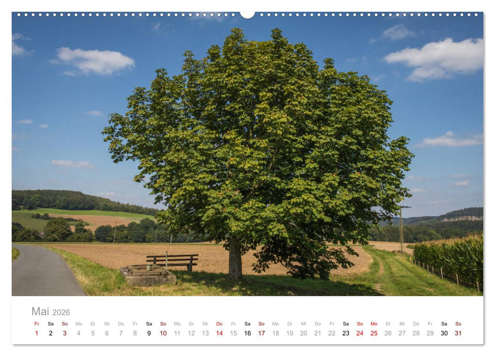 Wunderschöne Bäume im Sauerland (CALVENDO Premium Wandkalender 2026)