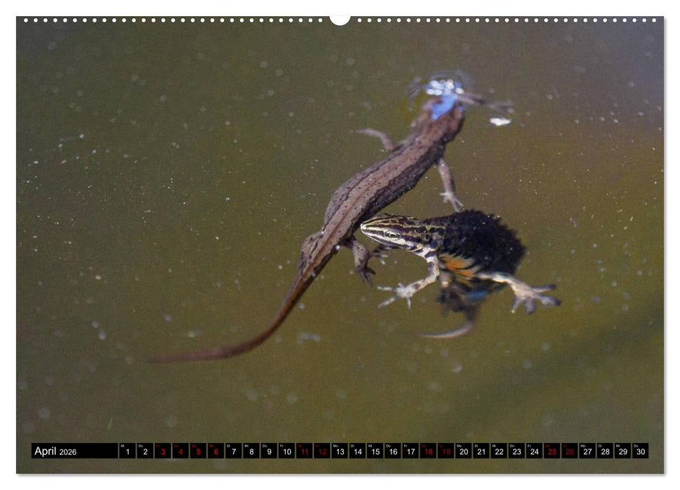 Mitten unter uns - Großstadt-Molche (CALVENDO Premium Wandkalender 2026)