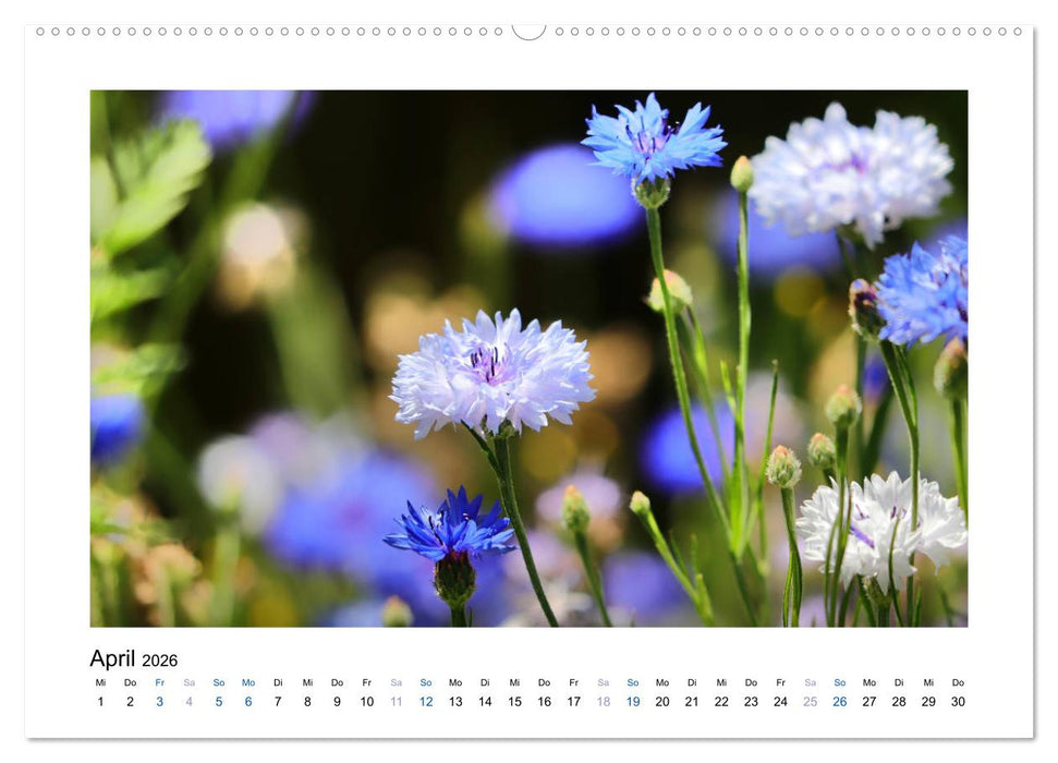 Kornblumen - Blaue Schönheiten (CALVENDO Premium Wandkalender 2026)