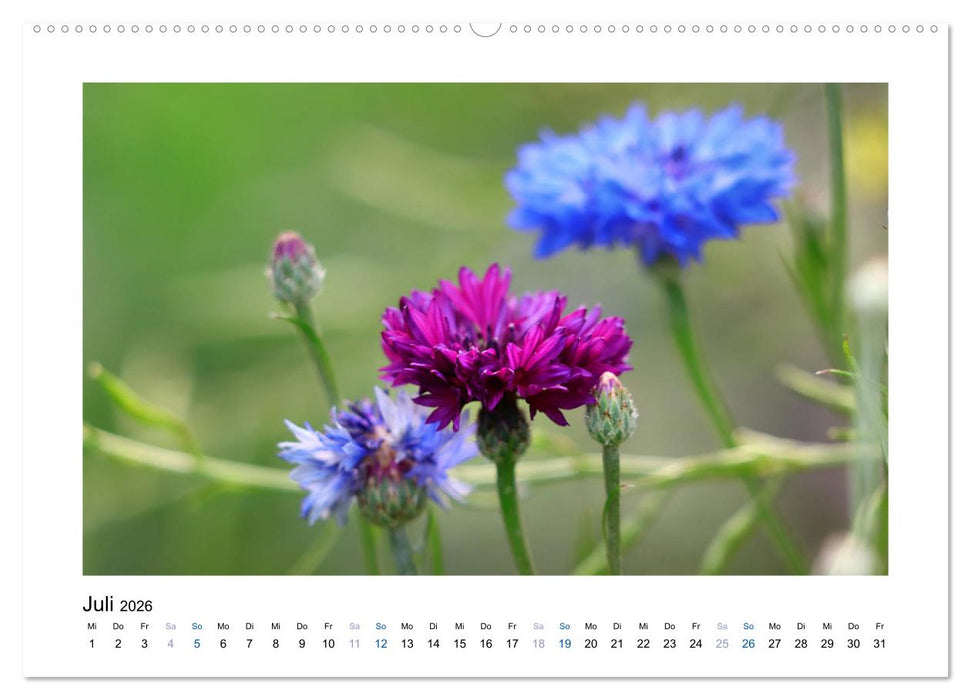 Kornblumen - Blaue Schönheiten (CALVENDO Premium Wandkalender 2026)