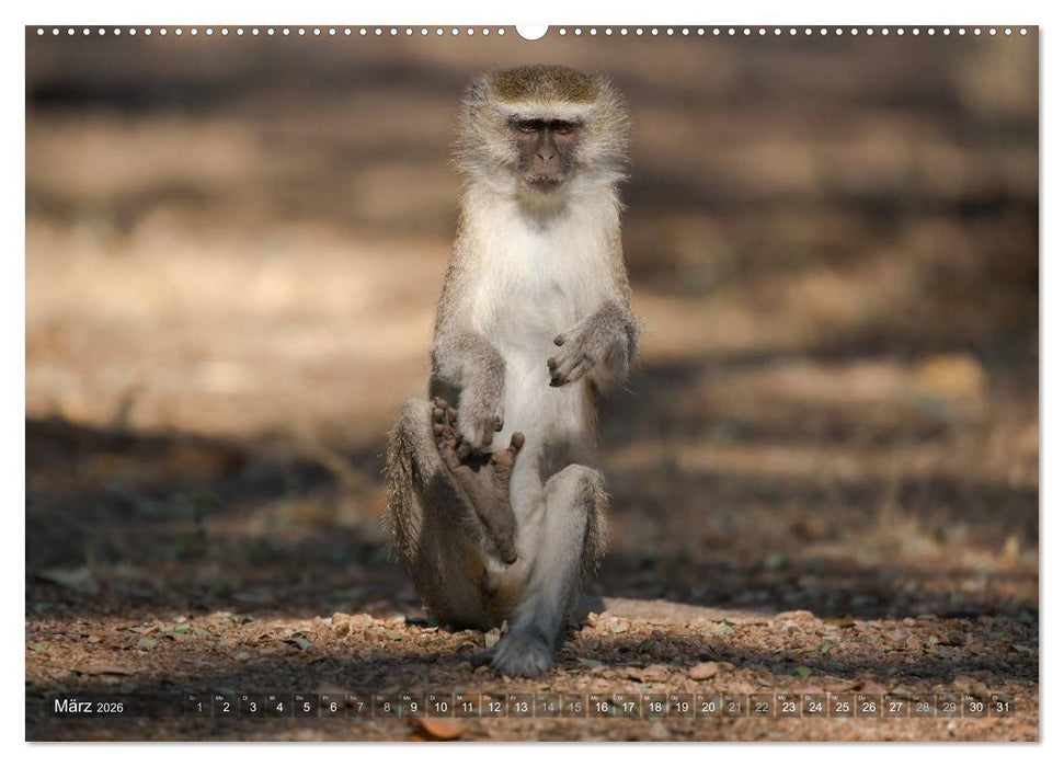 Abenteuer Sambia (CALVENDO Premium Wandkalender 2026)