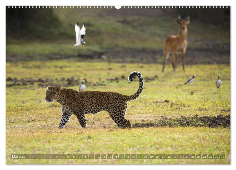 Abenteuer Sambia (CALVENDO Premium Wandkalender 2026)