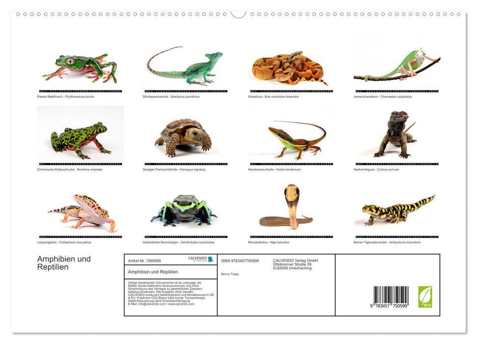 Amphibien und Reptilien (CALVENDO Premium Wandkalender 2026)