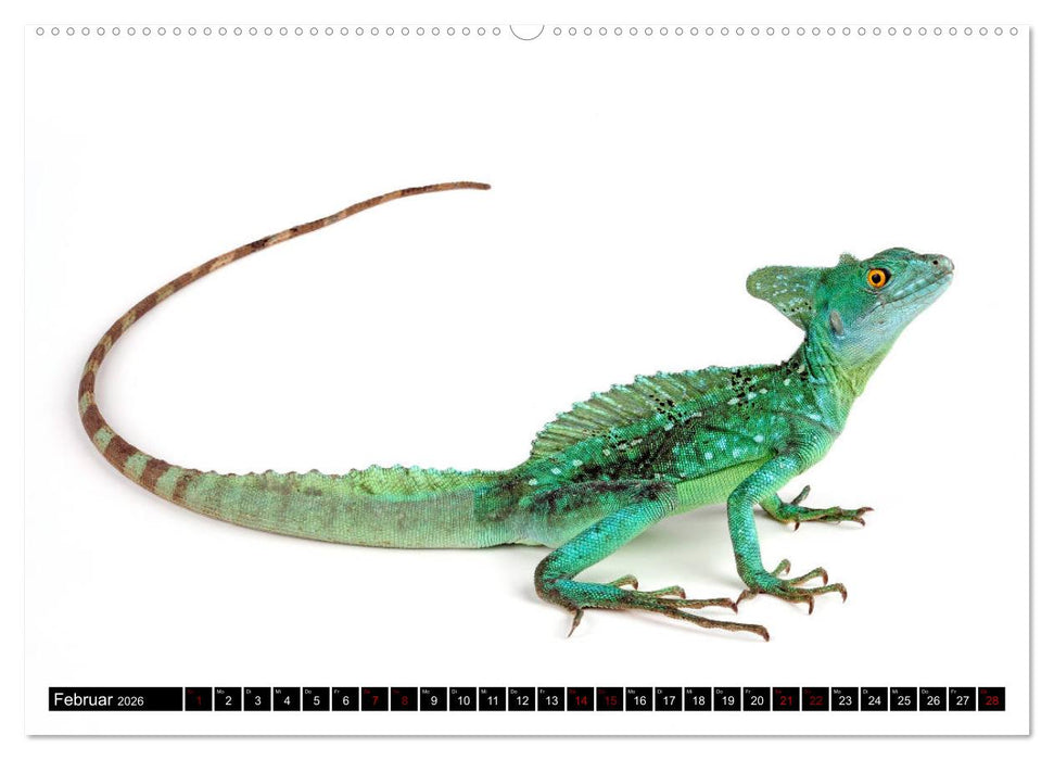 Amphibien und Reptilien (CALVENDO Premium Wandkalender 2026)