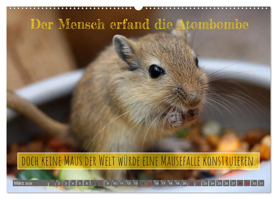 Jeder ist ein Genie! Zitate von Albert Einstein (CALVENDO Premium Wandkalender 2026)